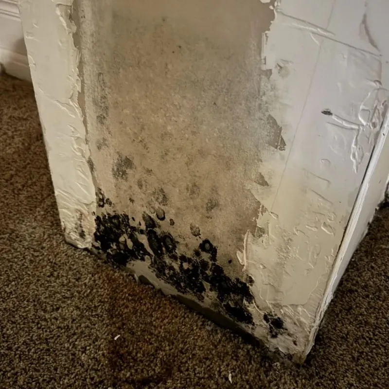 Professional Mold Removal in Covington, IN